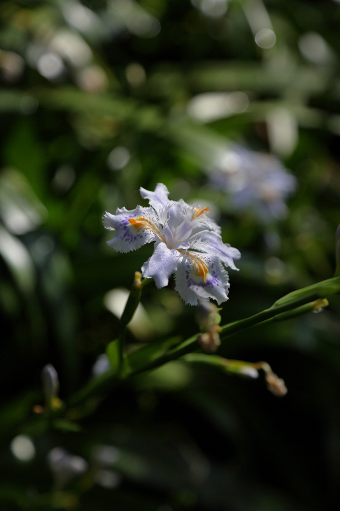 花の寺に咲くシャガ