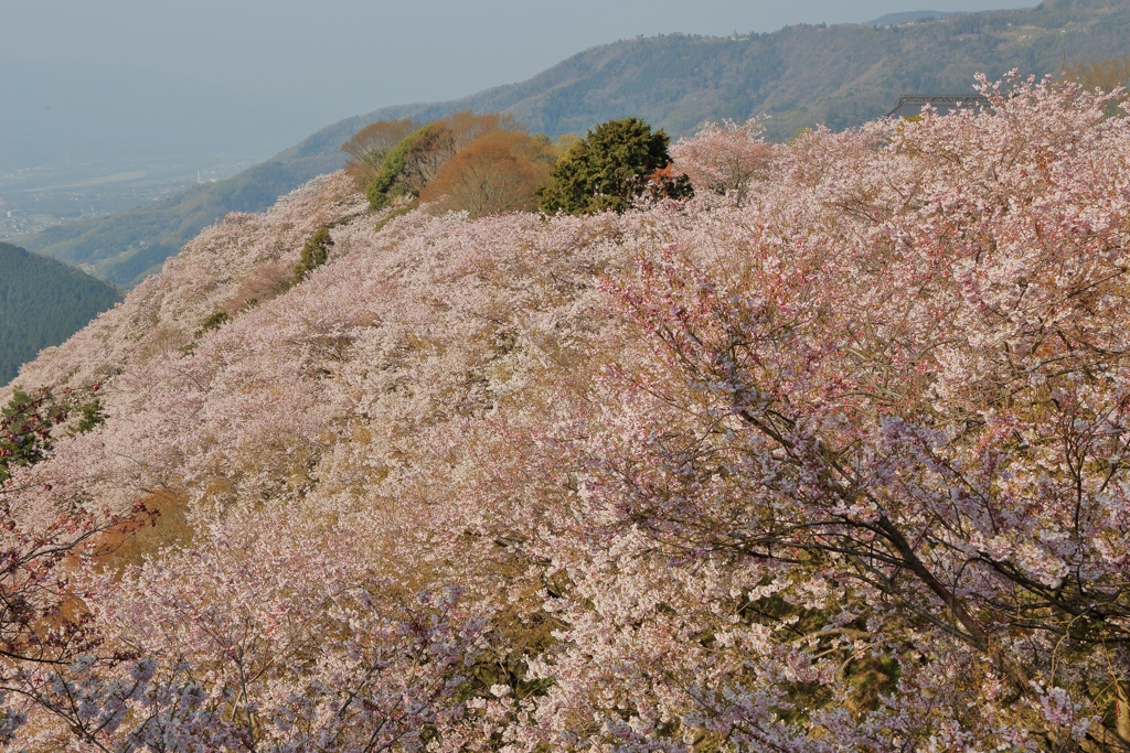 天空の桜