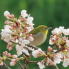 桜の中でⅢ