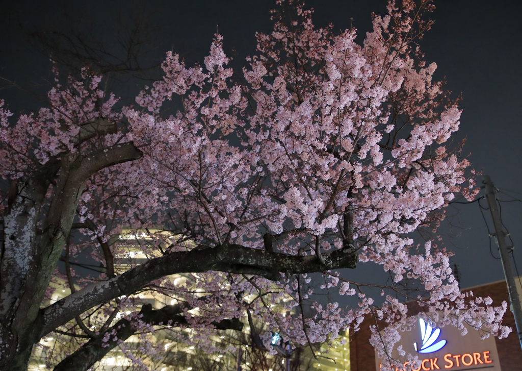 近所の夜桜Ⅰ