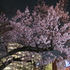 近所の夜桜Ⅰ
