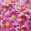 花束を　～the Farm UNIVERSAL OSAKA 3～