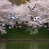 花見鳥（飛翔）