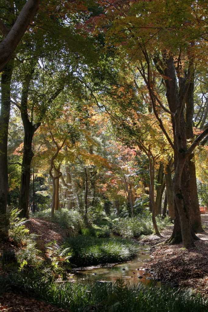 瀬見の小川