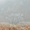 霧氷Ⅲ
