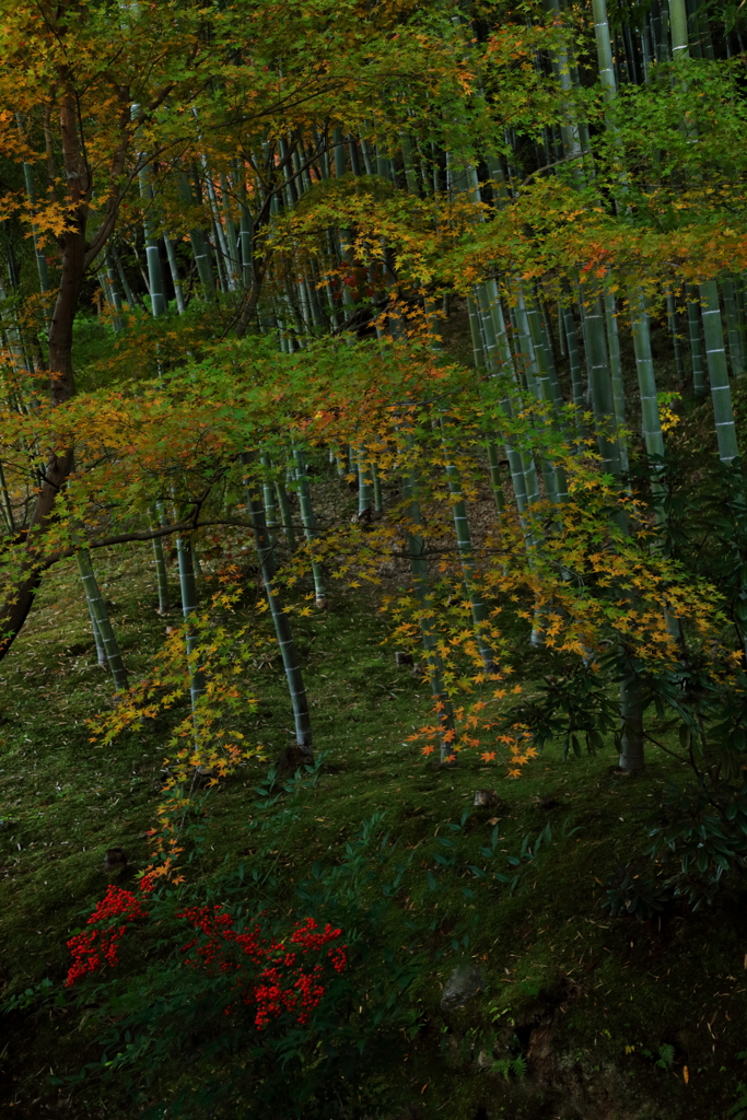 竹林と紅葉Ⅱ