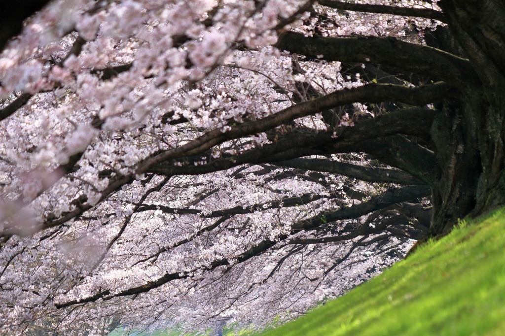 桜の光につつまれて