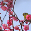 梅ジローⅡ