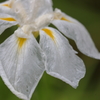 花菖蒲Ⅱ
