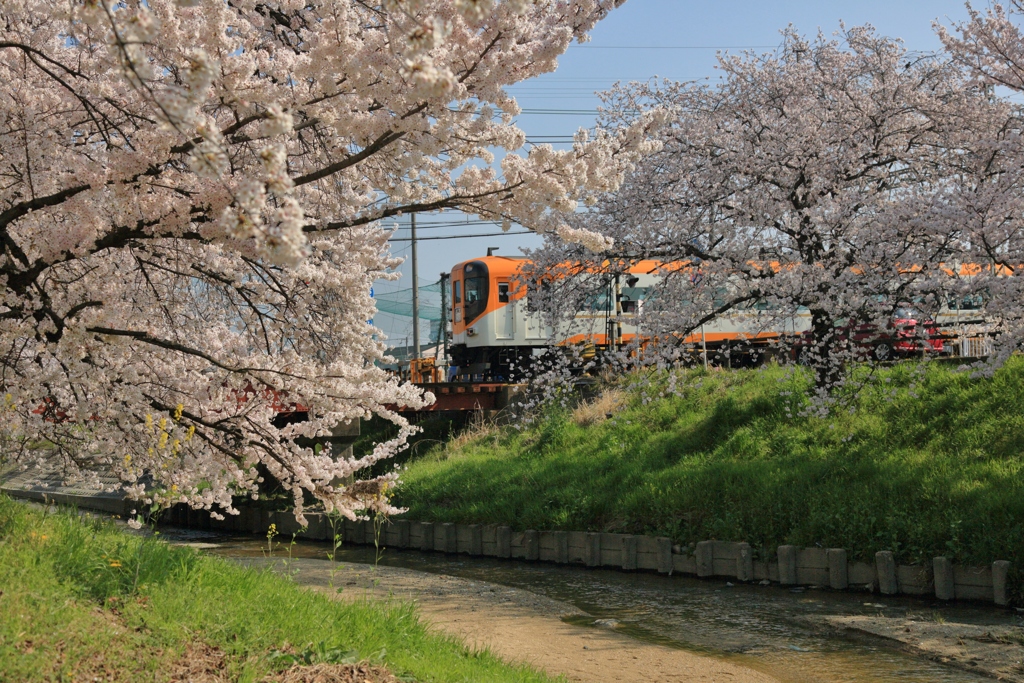 春電車　～高田千本桜～