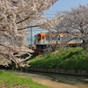春電車　～高田千本桜～