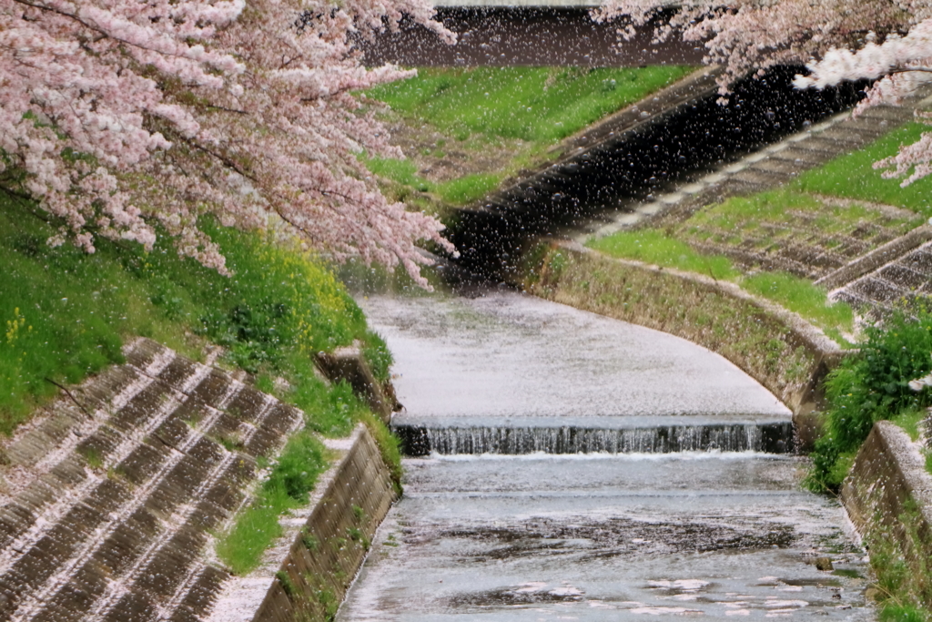 桜吹雪　～奈良、佐保川の春景～