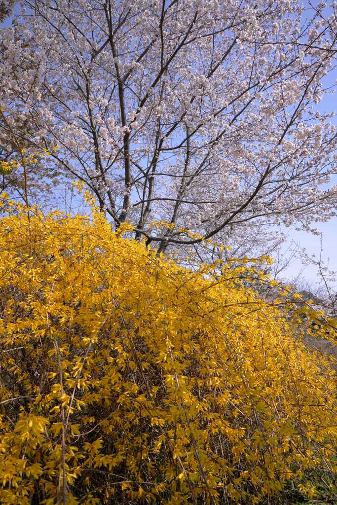 桜とレンギョウ