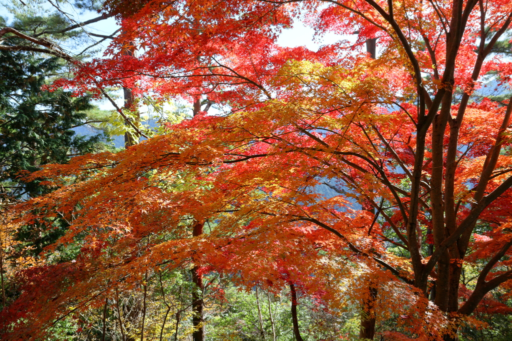 Beautiful JAPANⅢ　～吉野、高城山より～