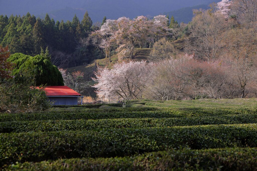 茶畑と桜