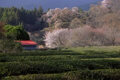茶畑と桜