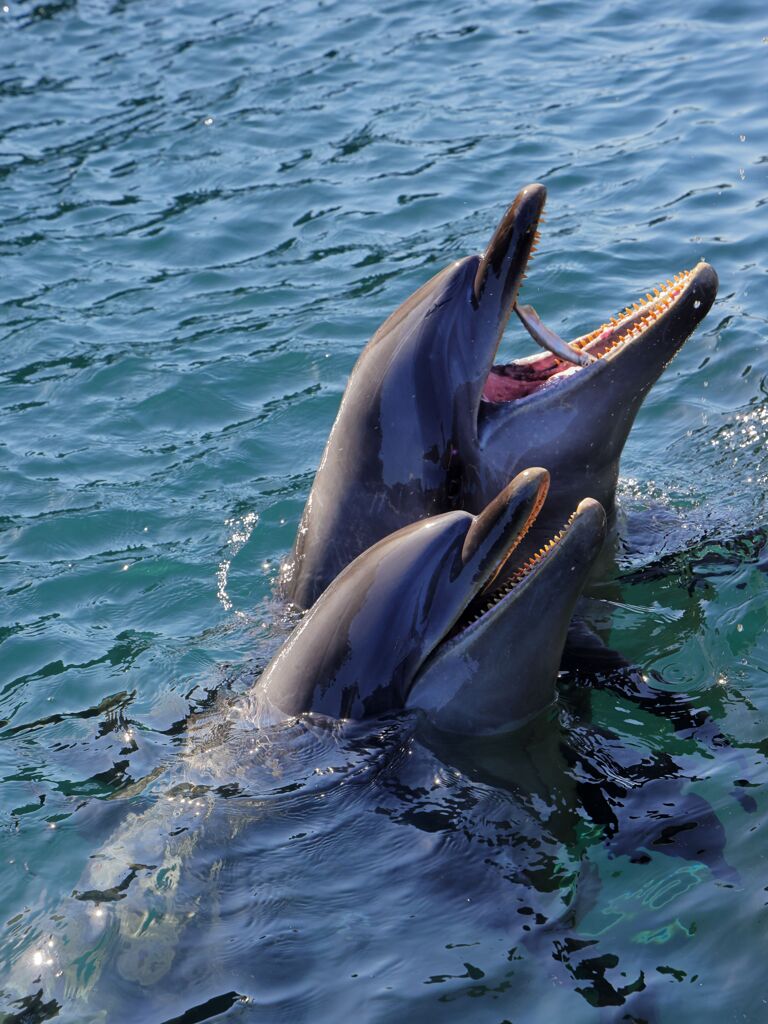 海の仲間たちⅡ