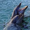 海の仲間たちⅡ