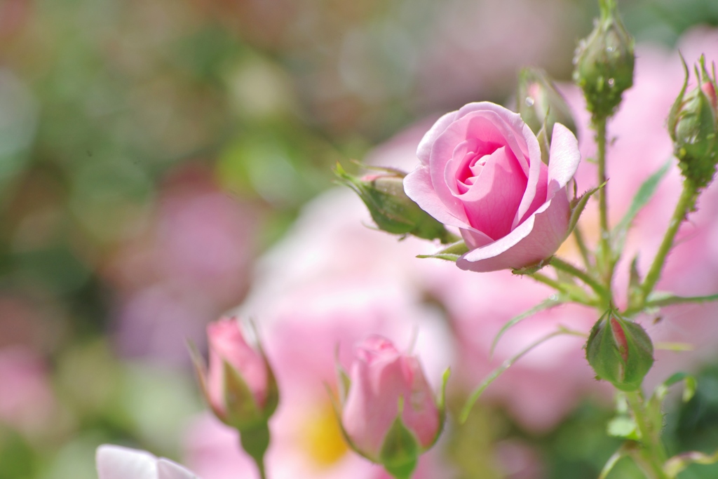 初夏の薔薇　～中之島バラ園Ⅰ～