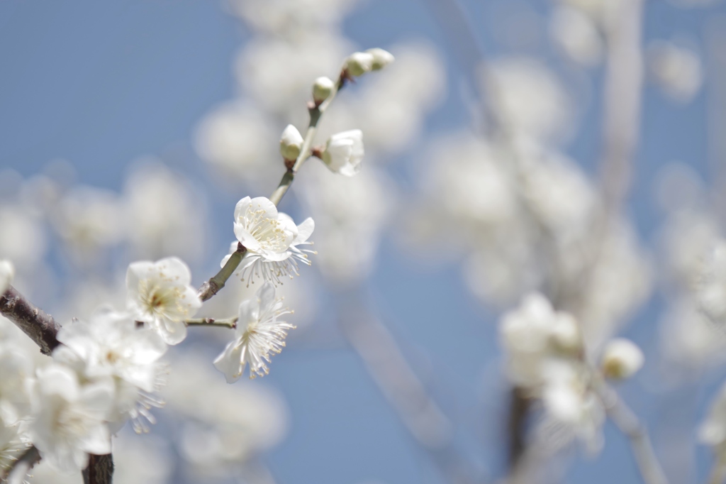 white plum blossoms