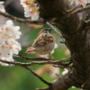 桜の中でⅠ