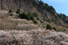 奇峯に咲く桜　～屏風岩公苑Ⅰ～