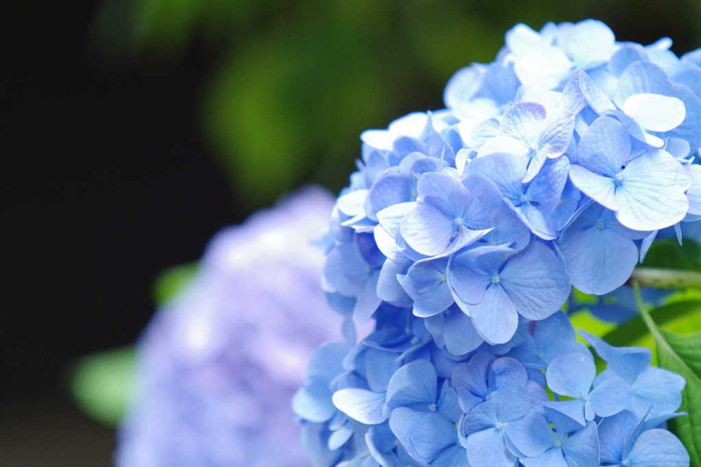 手毬花