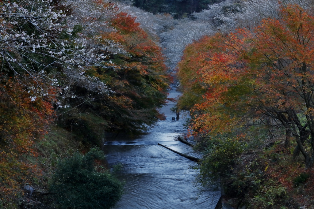 紅葉と四季桜