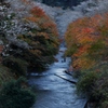 紅葉と四季桜