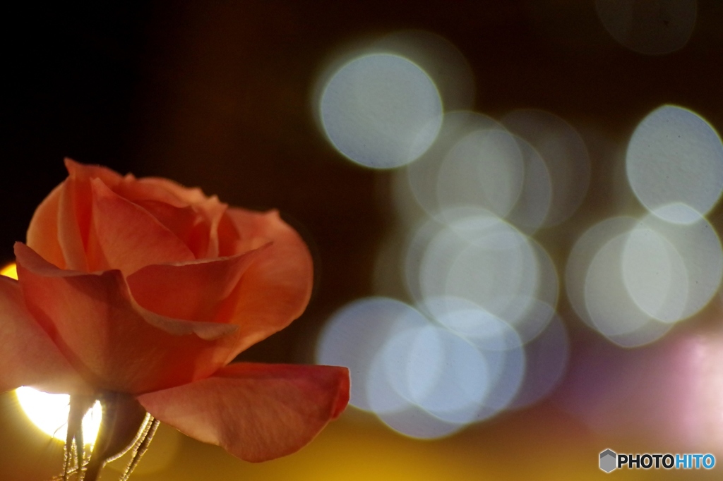 夜薔薇２