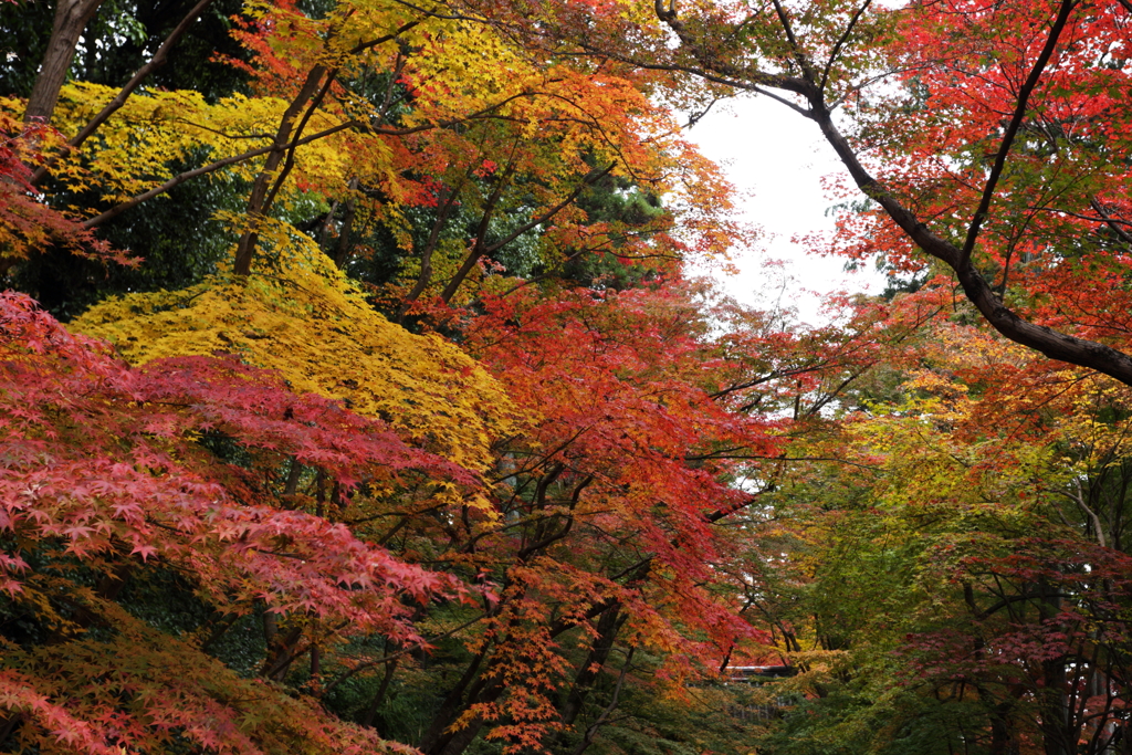 光明寺参道の紅葉