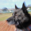 ワンコは見た！