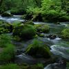 初夏の奥入瀬Ⅻ