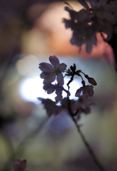 近所の夜桜Ⅱ