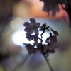 近所の夜桜Ⅱ