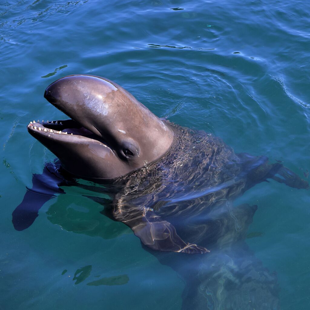 海の仲間たちⅠ