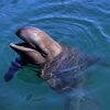 海の仲間たちⅠ