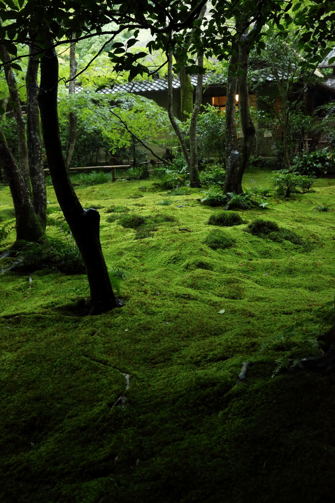 緑に包まれし名刹　～雨の祇王寺Ⅲ～