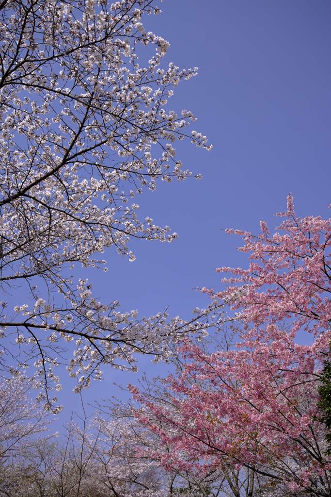春の空