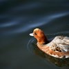 水鳥は優雅に泳ぎ