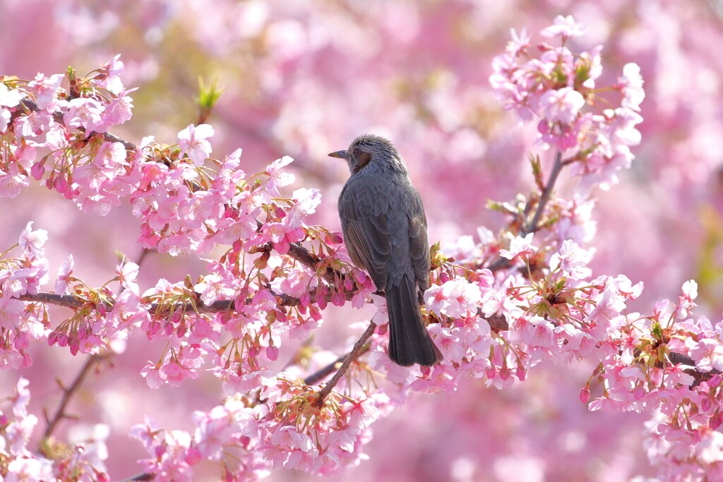 春を告げる鳥たちⅠ