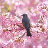 春を告げる鳥たちⅠ