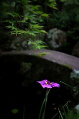 青紅葉と花しょうぶ