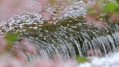 季節は流れゆく　～奈良、佐保川の春景～