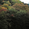 男山は色づき始め