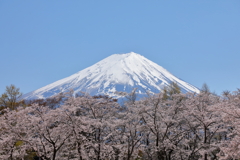 八木崎公園の桜