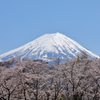 八木崎公園の桜