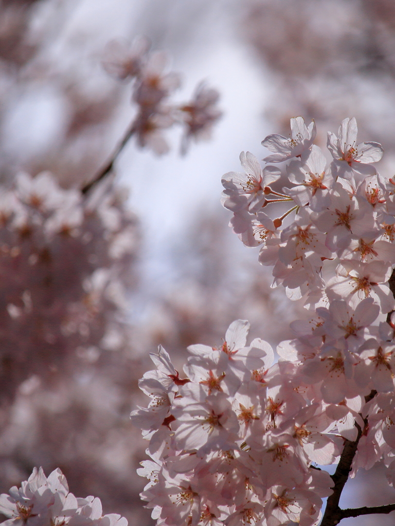 SAKURA & PINK