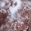 SAKURA & PINK