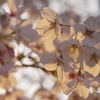 夕桜